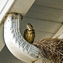 Rain Gutter Cleaning Nest