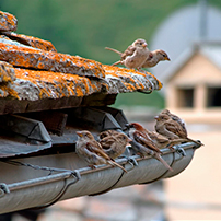 Tips to Keep Your Gutters Pest Free