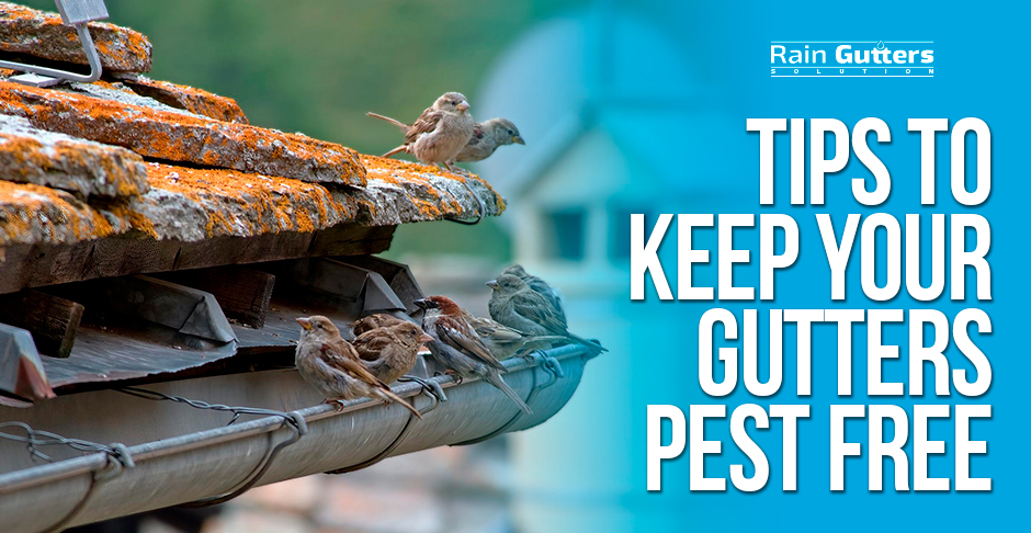 Tips to Keep Your Gutter Pest Free